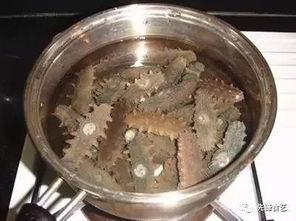 海参厨师爆料视频大全,独家爆料视频大全背后的烹饪奥秘 第1张 海参厨师爆料视频大全,独家爆料视频大全背后的烹饪奥秘 第1张